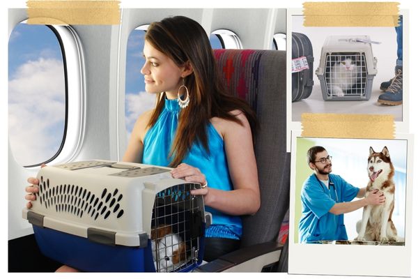 Animals on the plane and at the doctor