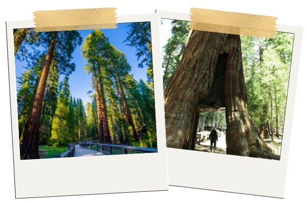 Redwood in Yosemite National Park